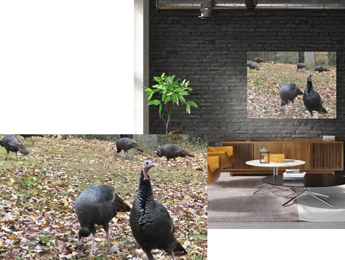 A group of turkeys are walking around in the leaves.