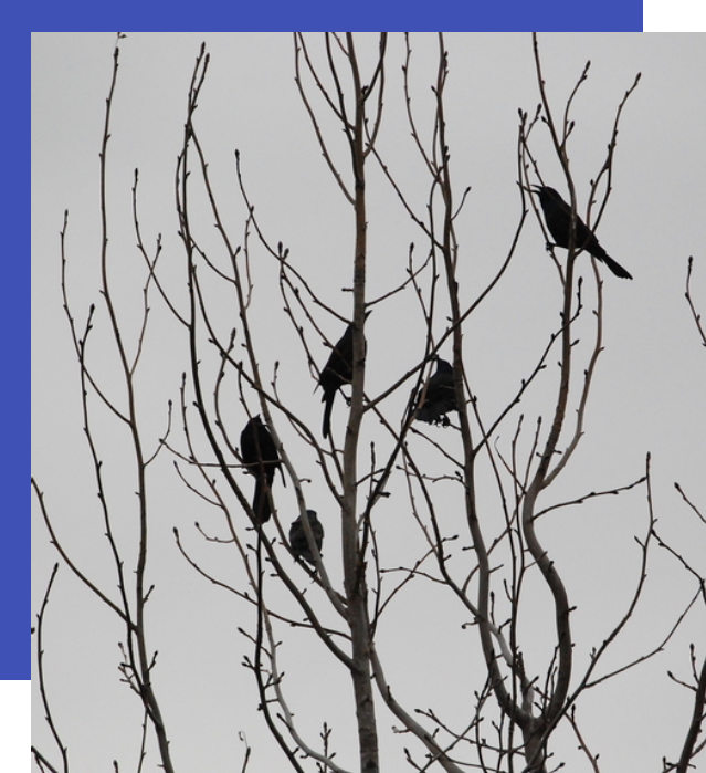 A group of birds sitting on top of a tree.