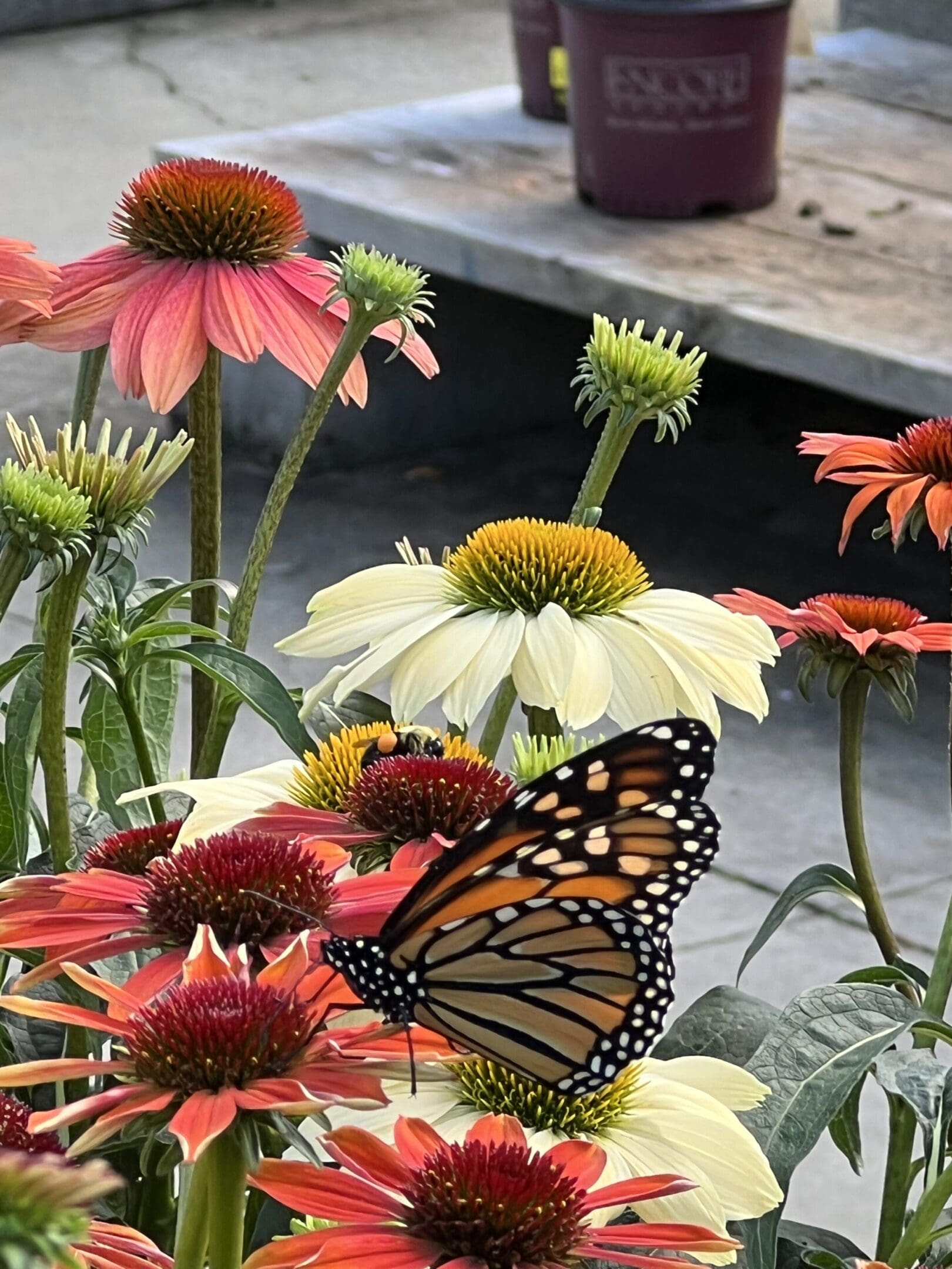 A butterfly sitting on top of flowers in the sun.