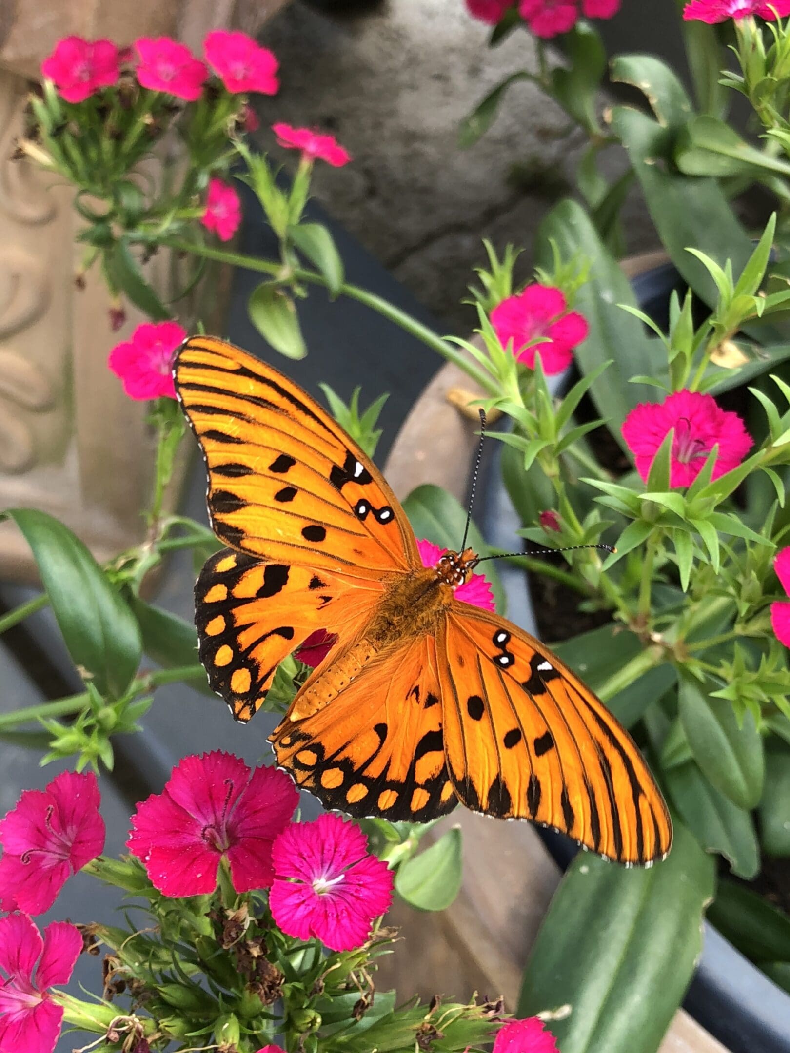 A butterfly is sitting on the flower of some sort.