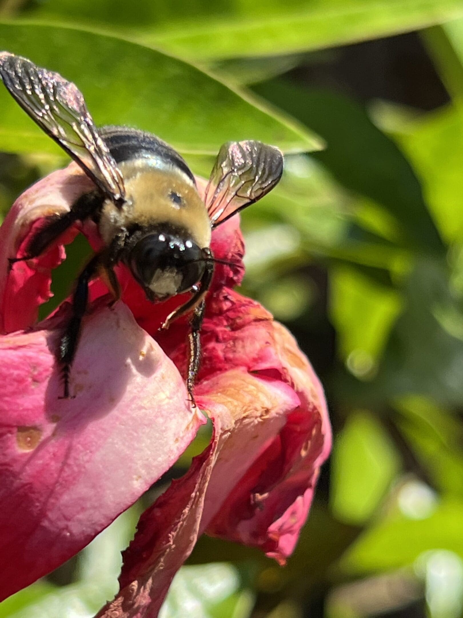 A bee is sitting on the flower of an apple tree.