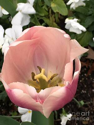 A pink flower with yellow center and white petals.