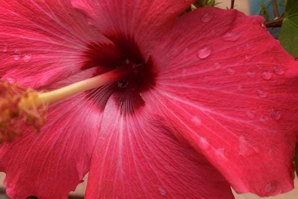 A close up of the center of a red flower.