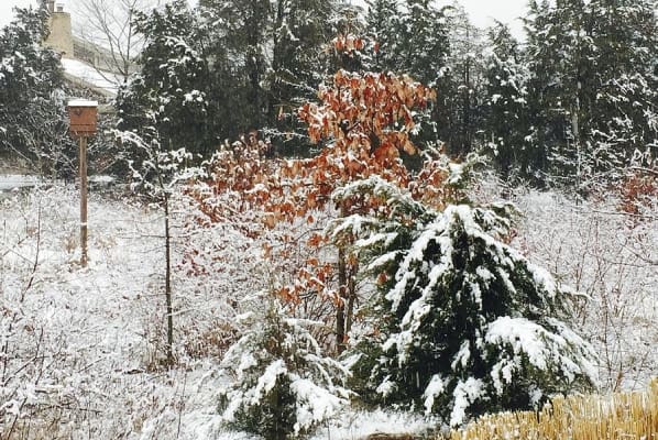 A snowy scene with trees and bushes in the background.